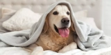 How Do You Protect Your Pet From Harsh Weather Conditions Outdoors?